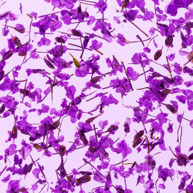 Gel mit Trockenblüten Flower Gel №08, 4 ml